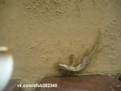 Муравьи - силачи!