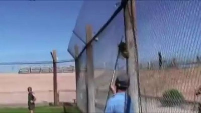 Черная пантера- большая кошка