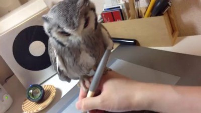 Гаджет для цифровой ручки