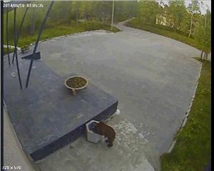 Медвежонок в Апатитах