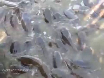 сомы и пиво