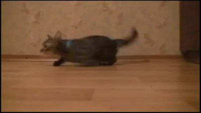 реактивный котэ