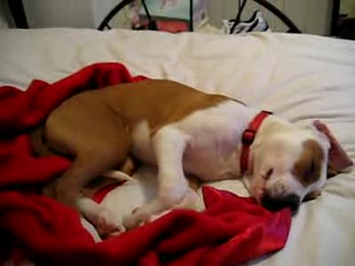 Собачка плачет во сне