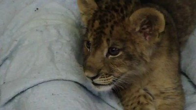 Lion Cub Gives Us His Best Roar