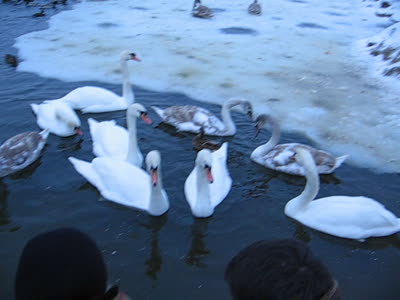 Лебеди и Дед Мороз 2