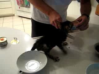 Жадный котэ