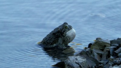 Песнь самца