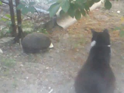 Ежик в огороде 3