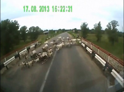 Камаз таранит коз! Жесть