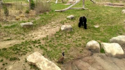 Gorilla vs. Goose