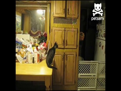 Кот и шарики