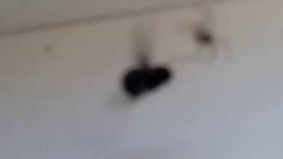 Разборка питерская.