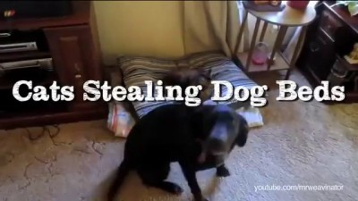 Кошачий беспредел