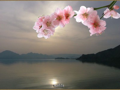 Облетает сакура...