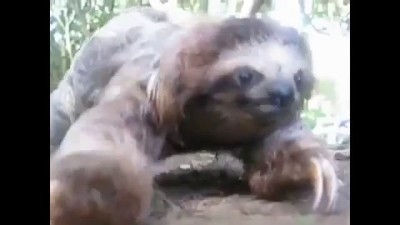 Нападение ленивца