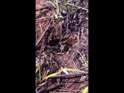 Кормление ящерицы