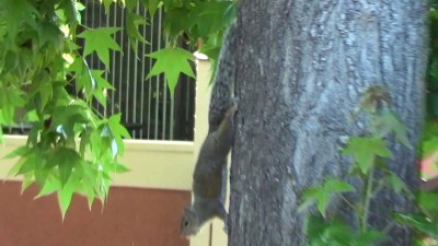 Сердитая белка