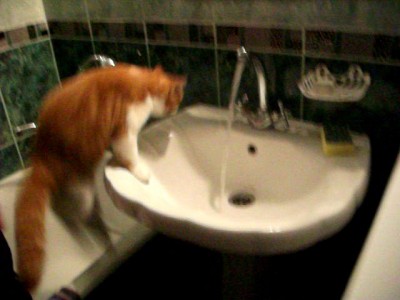 Как правильно поить кошку