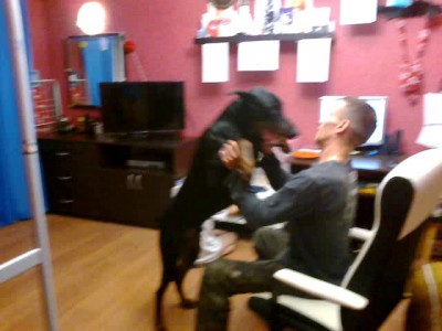 Собака просто так кусака