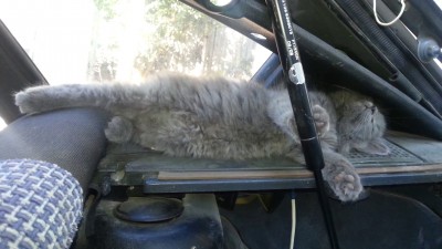 Клыбельная для кота