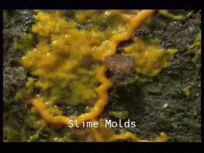 Slime mold