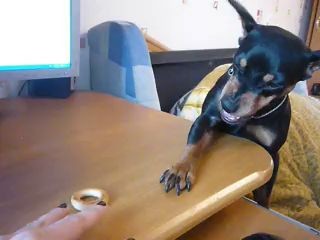 Цвергпинчер