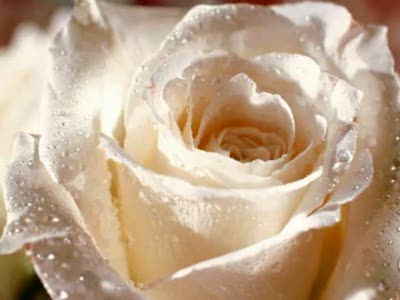 Букет из белых роз - В.Королёв и И.Круг