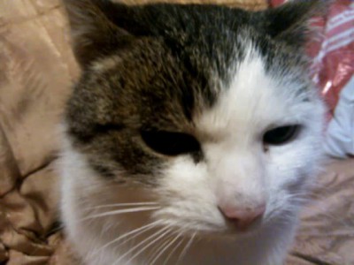 Интевью у кота на НГ