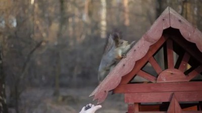 Белочка это зверь, а не горячка! Защитим честное имя всех белок планеты!