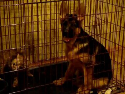 как кошка с собакой или милые бронятся только тешатся