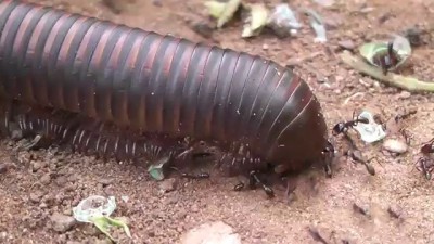 Многоножка не смогла перейти дорогу