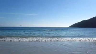 спасение дельфинов