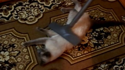 Котейка начищается