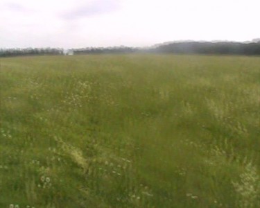 Земляника 2013