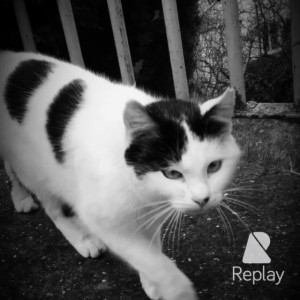 цирковая кошка