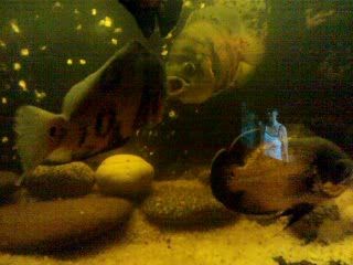 Целующиеся рыбы