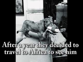 животинушки