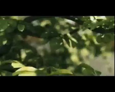 вы все говно