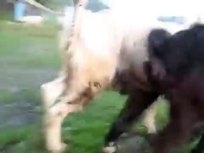 Колокольчики