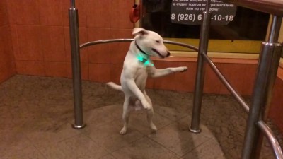 Танец пса в 'Городе изобилия'