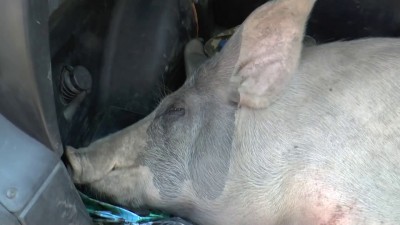 Ополченцами пойман двойник Порошенко!