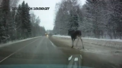 Три эпизода столкновений с лосями в январе