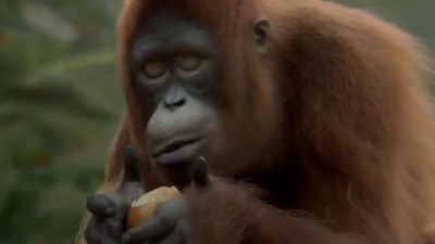 Танец обезьяны.