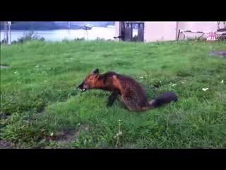 лиса ест куринные лапки