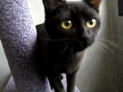 Котенок и голубь
