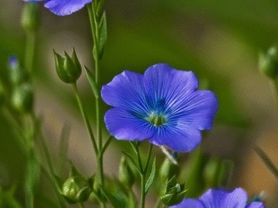 Синий лён.Л. Мондрус