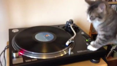 DJ Кот