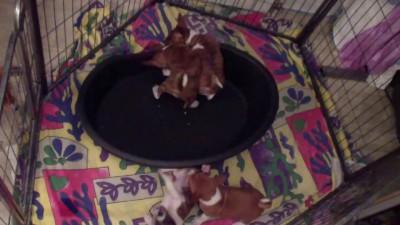 щенки басенджи