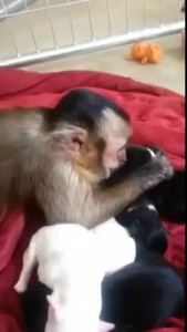 Обезьянка и новорожденные щенки