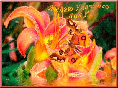 Желаю удачного дня